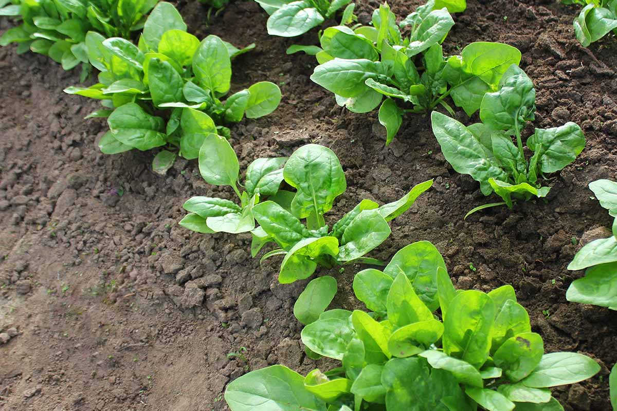 A horizontal photo of young spinach plants growing in rows in the garden.