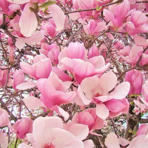 A square product photo of the Saucer magnolia tree with large, open-petaled, pale pink blooms.