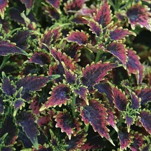A square image of the bicolored foliage of 'Sky Fire' coleus growing in the garden.