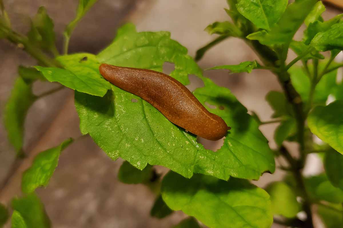 A close up horizontal image of a slug eating basil leaves in the garden.