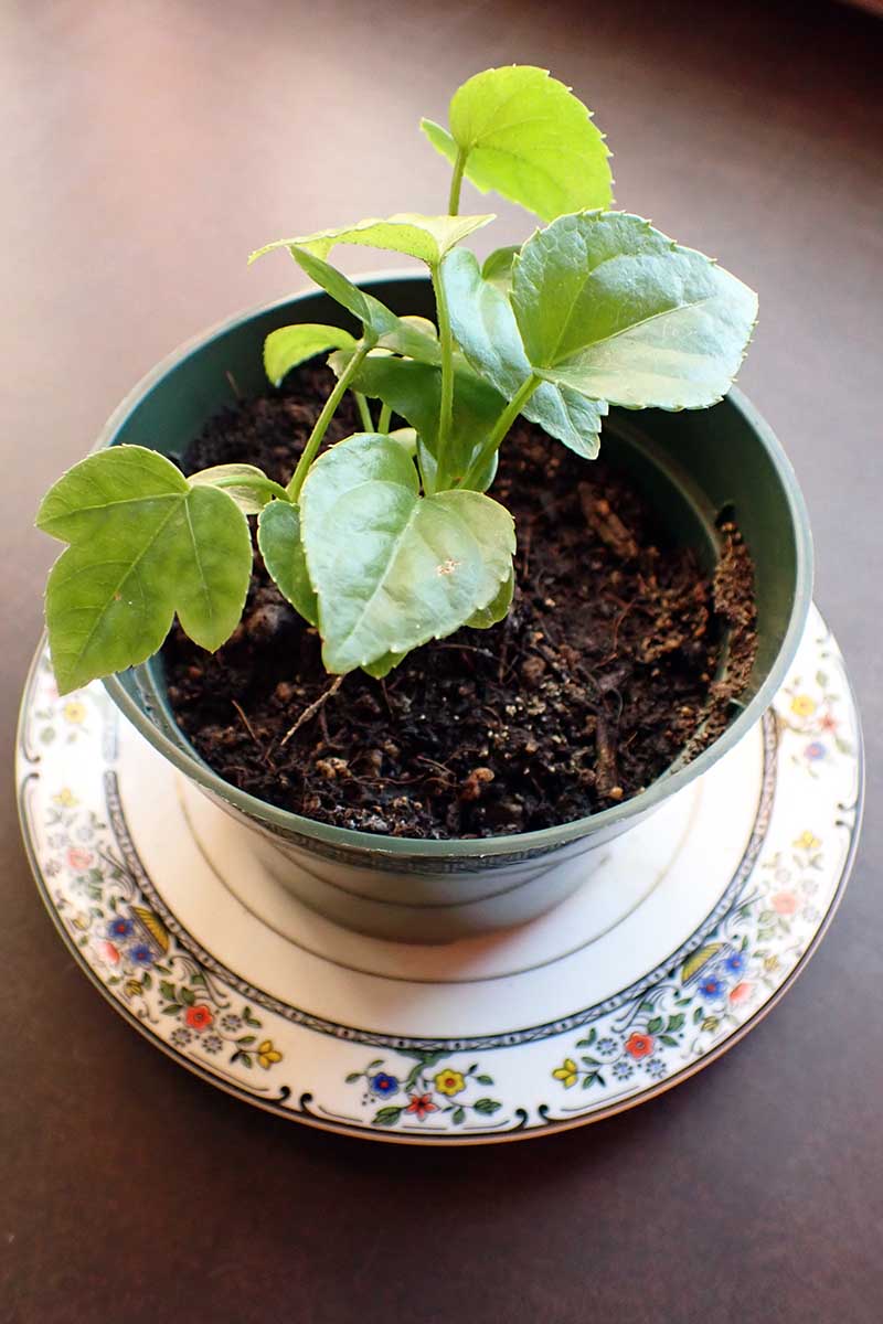 A close up vertical image of a potted fatsia seedling set on a saucer indoors.