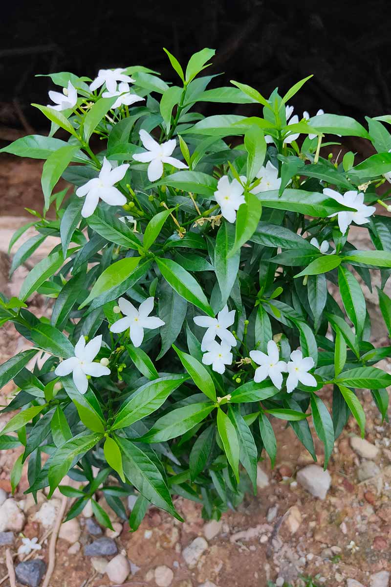 A close up vertical image of a small star jasmine plant growing in the garden.