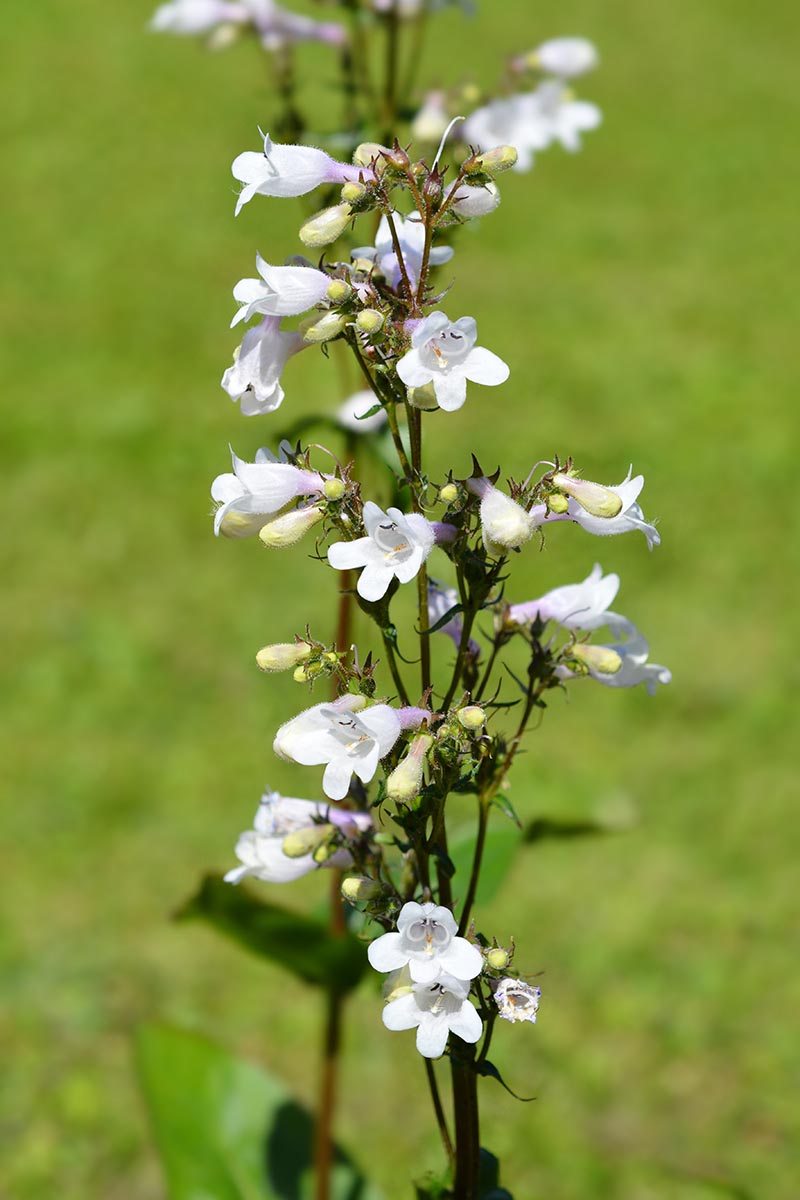 A vertical photo of a stalk of penstemon in a grassy field with small white blooms.