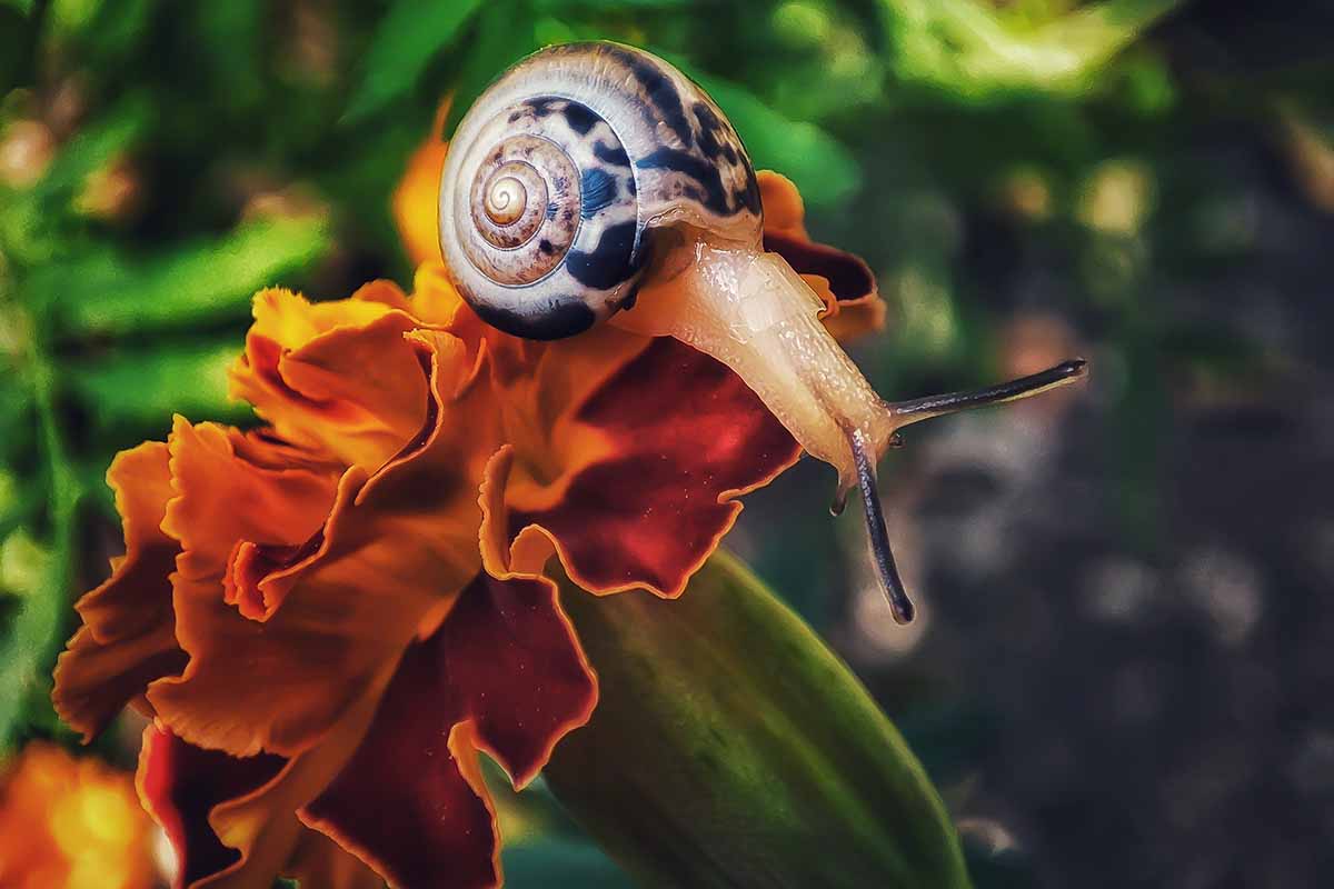 A close up horizontal image of a snail on a deep orange flower pictured on a soft focus background.
