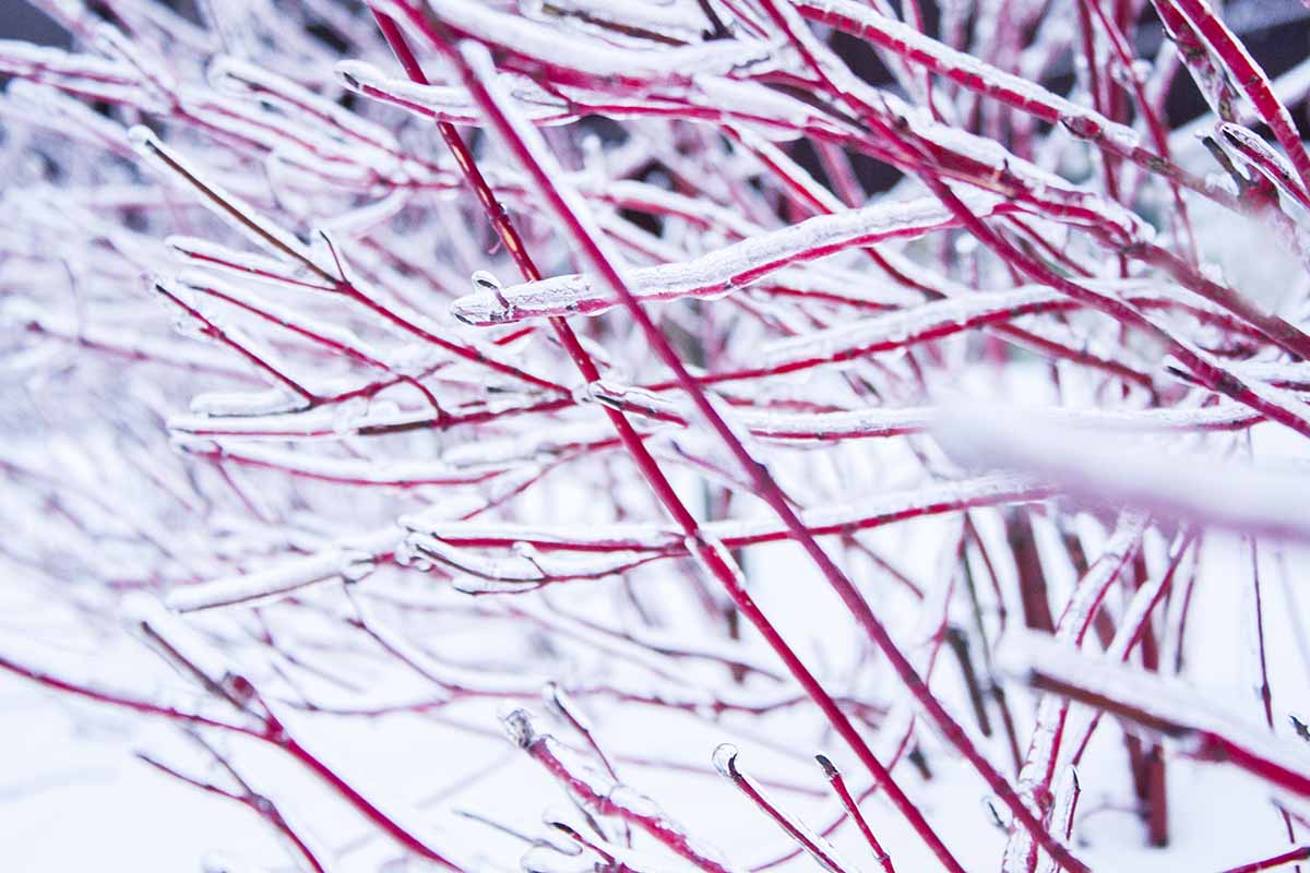 A close up horizontal image of red stems of a Cornus alba covered in ice and snow in the winter.