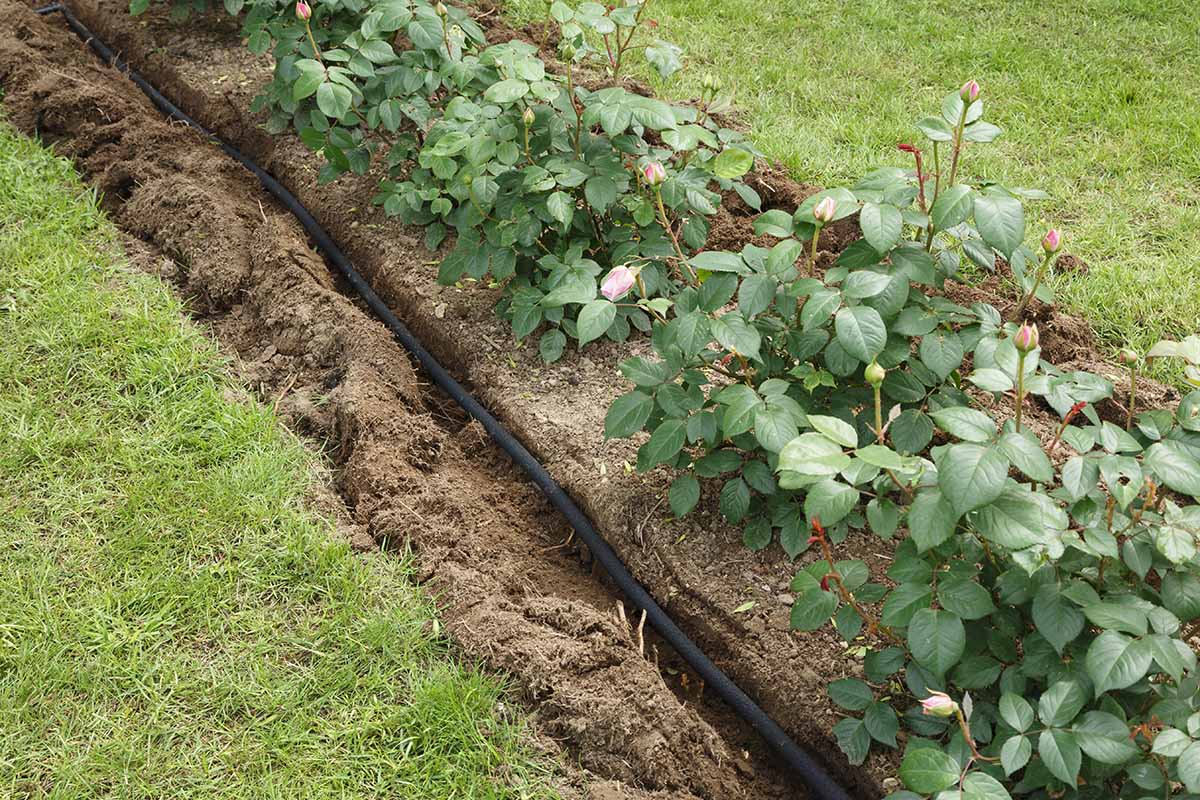 A close up horizontal image of a soaker hose laid in a trench next to a flower bed of roses.