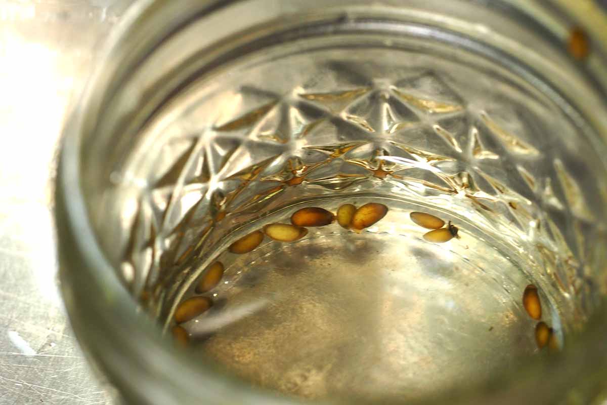 A close up horizontal image of a glass jar with seeds soaking in water.