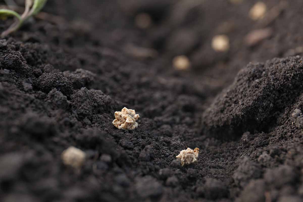 A close up horizontal image of seeds on the surface of dark, rich soil.
