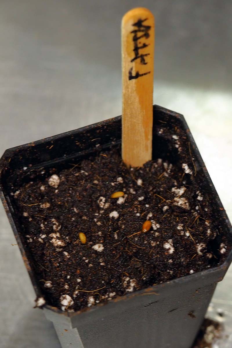 A close up vertical image of a small plastic nursery pot with seeds on the surface of the soil.