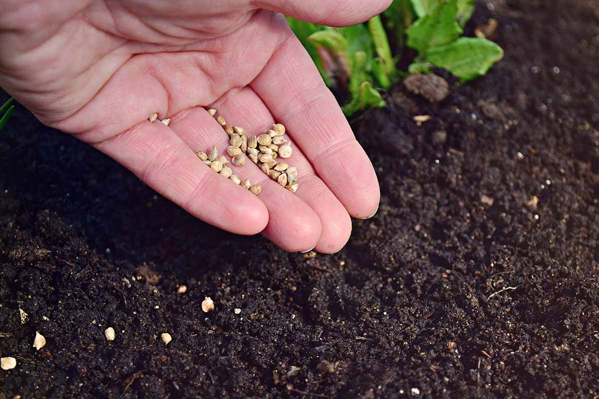 A horizontal photo of a woman gardener sowing seeds in freshly turned fertile soil.