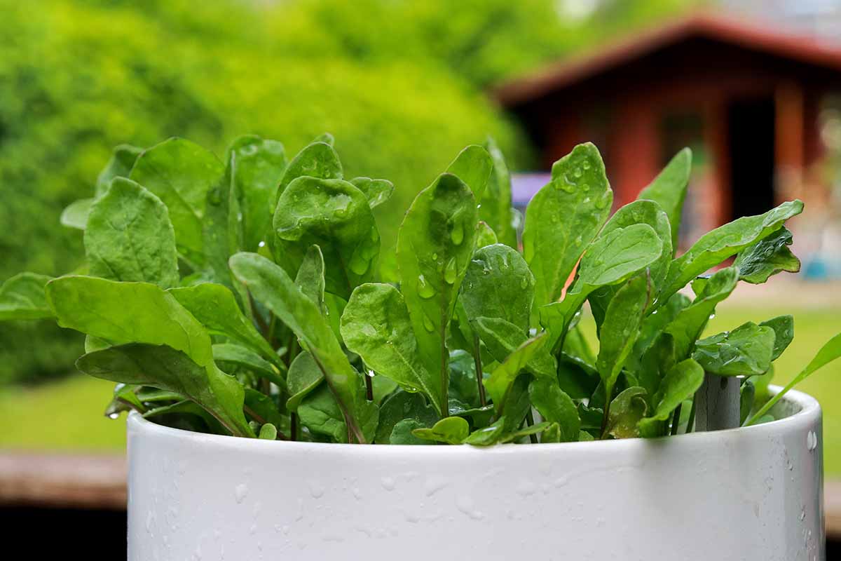A horizontal photo of young spinach growing potted in a white container.