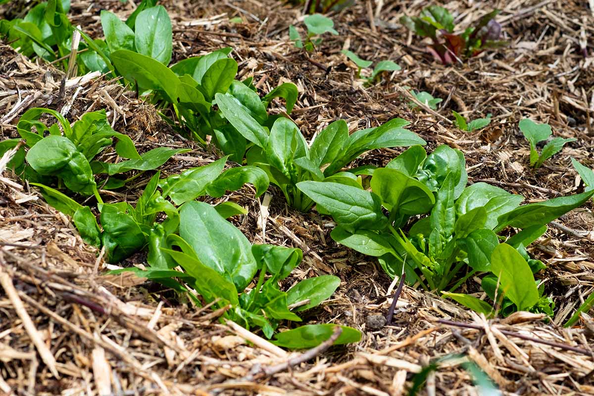 A horizontal photo of young spinach plants growing in a row in a mulched garden.