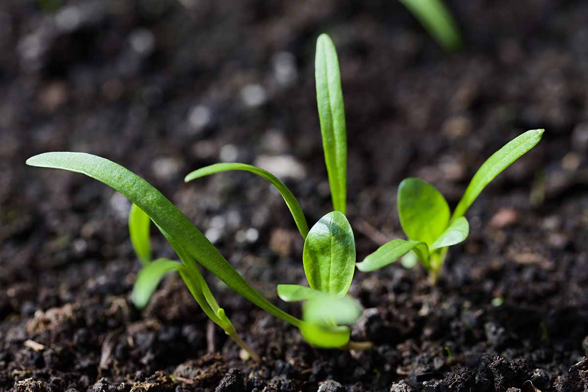 A horizontal photo of small spinach seedlings poking up through dark soil in a garden.