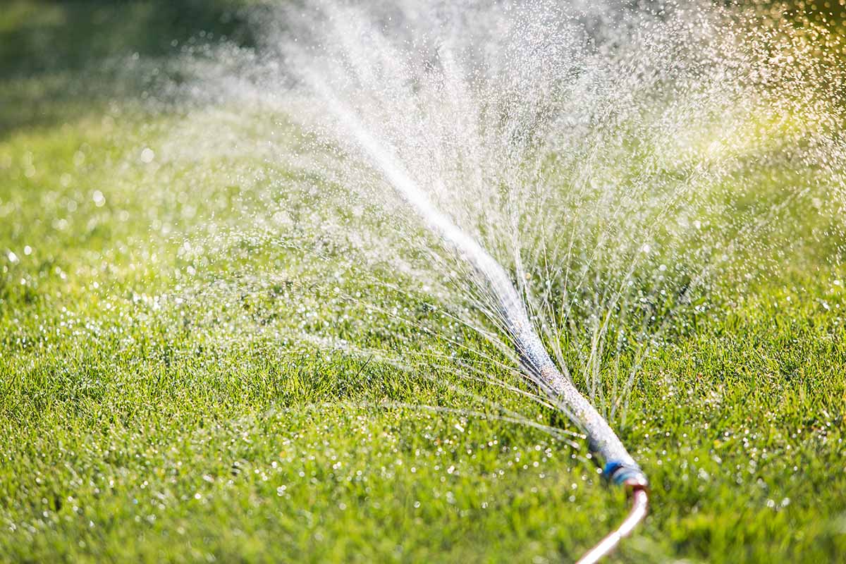 A close up horizontal image of a sprinkler hose with water shooting out of it, being used to irrigate a green lawn.