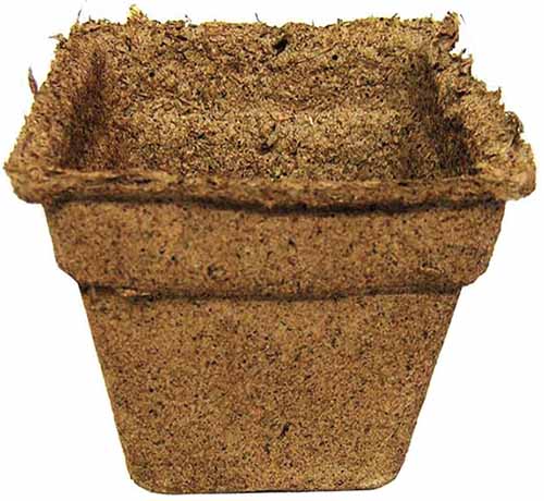 A square product photo of a square peat CowPot against a white background.
