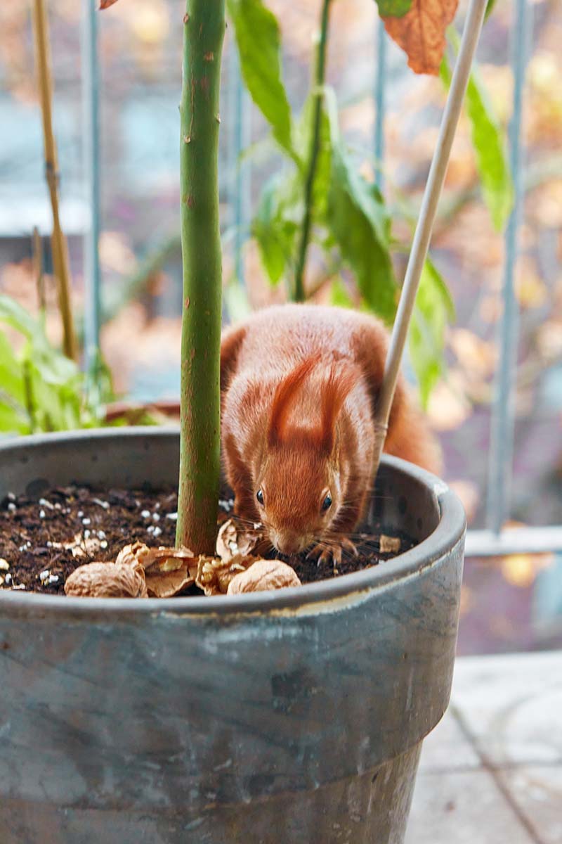 A vertical image of a red squirrel in a plant pot, rummaging around in the soil.