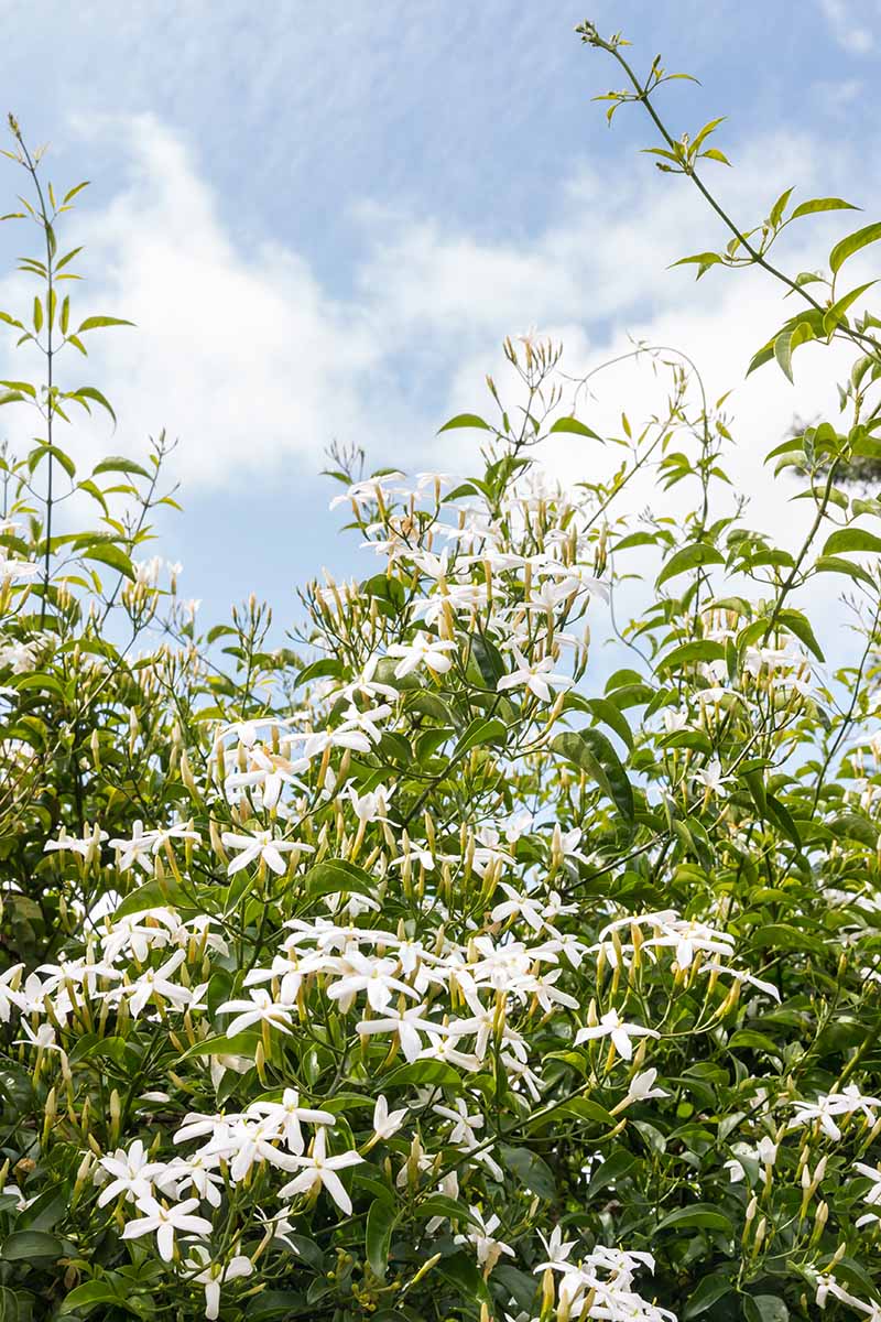 A vertical image of a large star jasmine with leggy vines pictured on a blue sky background.