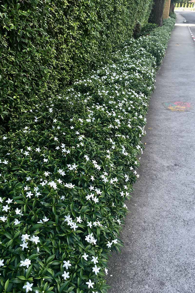 A vertical image of star jasmine plants growing as a low hedge outside a residence by a sidewalk.