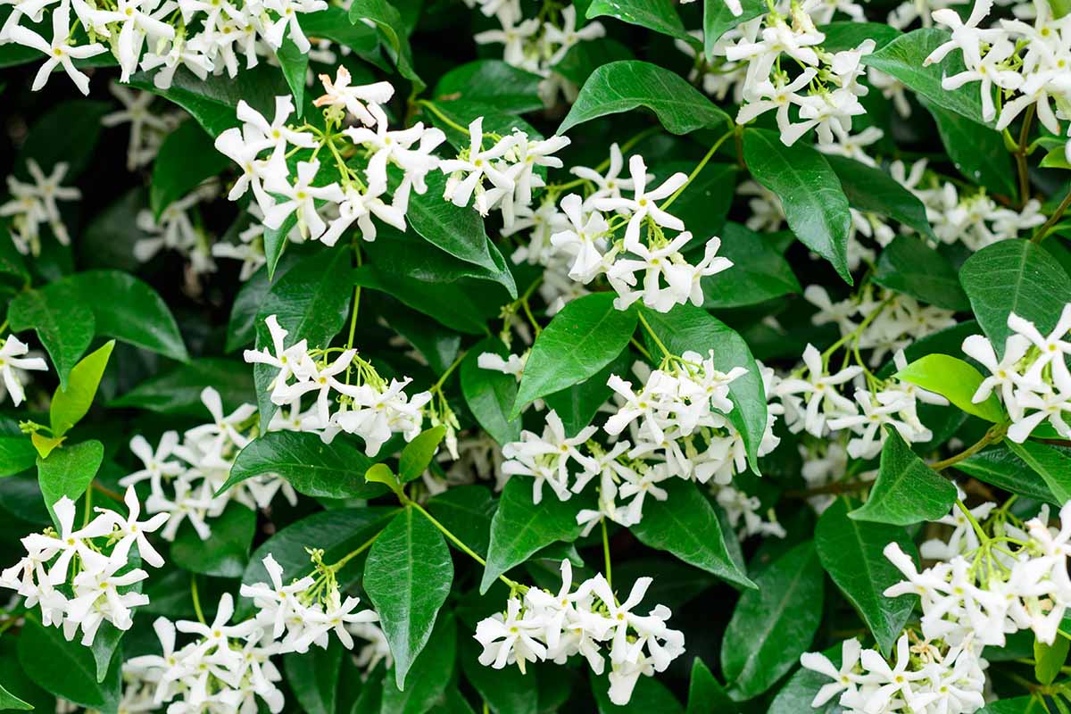 A close up horizontal image of the flowers and foliage of star jasmine growing as a hedge.