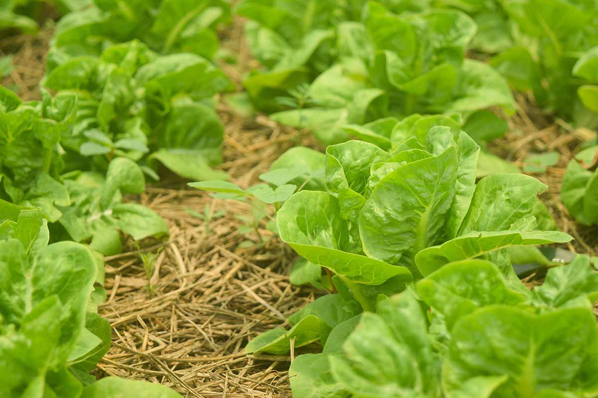 A horizontal photo of lettuce plants growing in rows in a garden. The beds are mulched all around with straw.