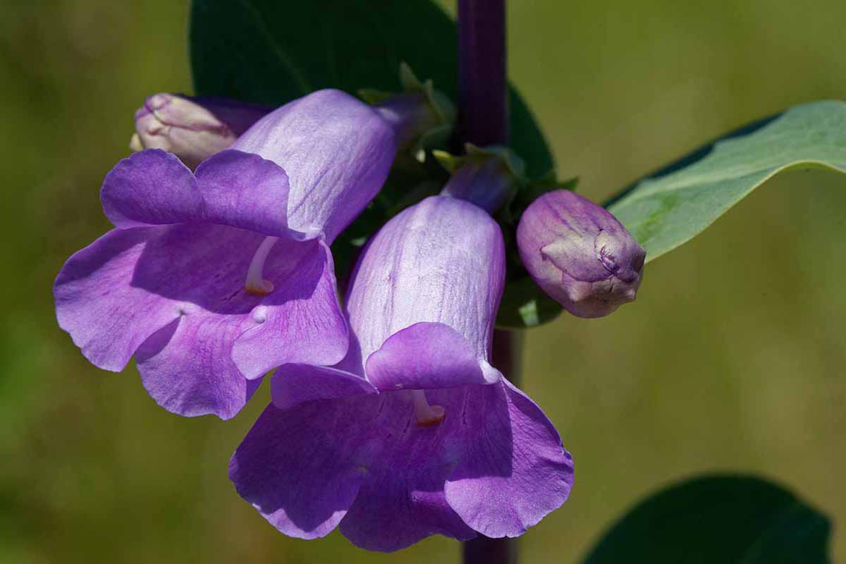 A horizontal close up of two purple penstemon (beardtongue) flowers in the sunlight.