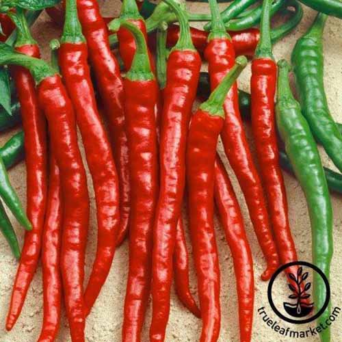 A square product photo of Sweet Cayenne peppers lined up on a table.