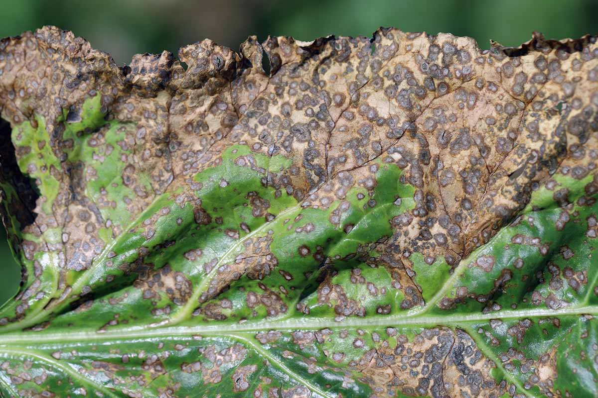A close up horizontal image of a leaf showing symptoms of Cercospora leaf spot, a bacterial infection.