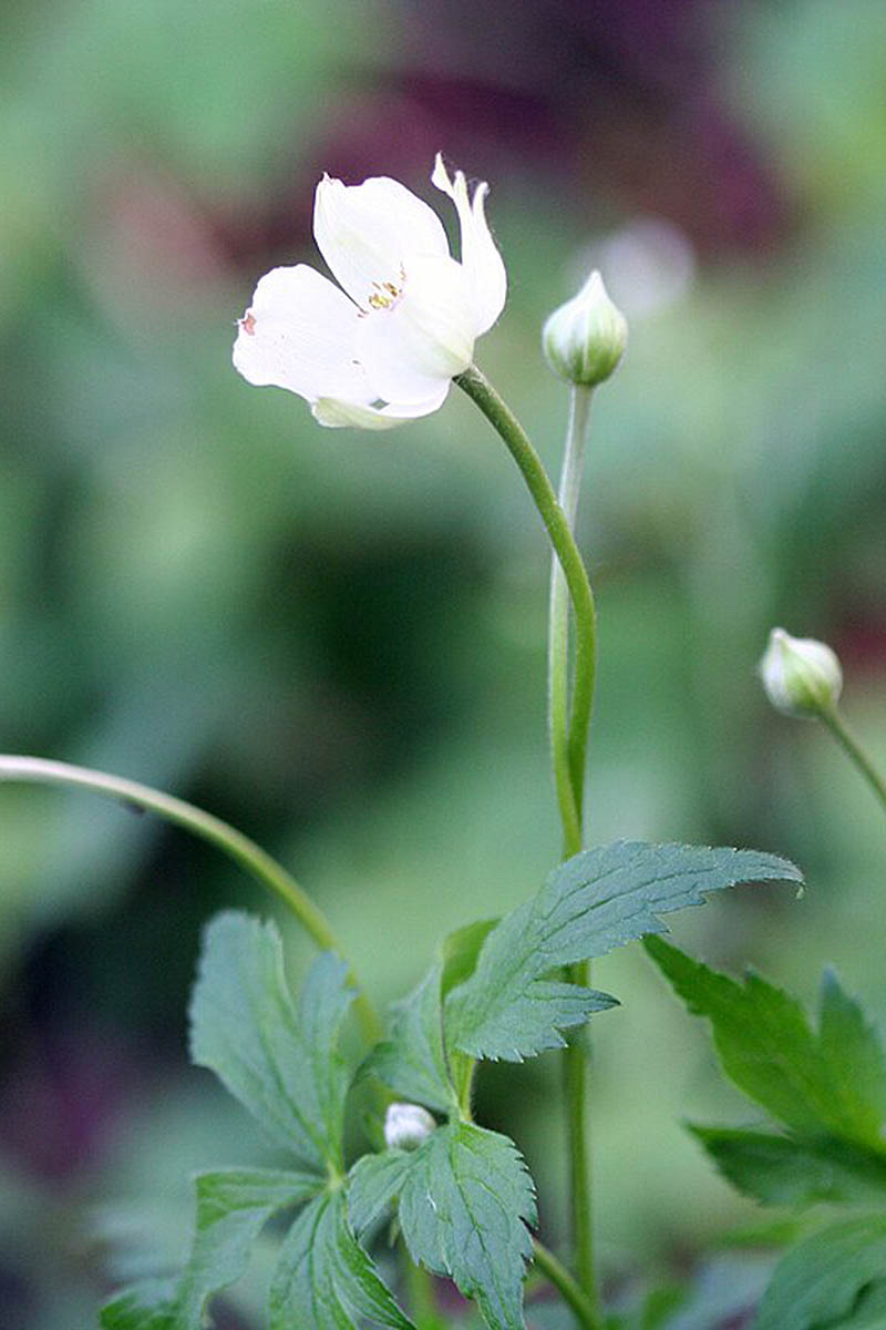A close up of a flower and a few buds of thimbleweed (Anemone virginiana) growing wild pictured on a soft focus background.