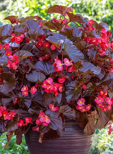 A close up of a 'Viking XL' with bright red flowers and deep burgundy foliage growing in a clay pot outdoors.