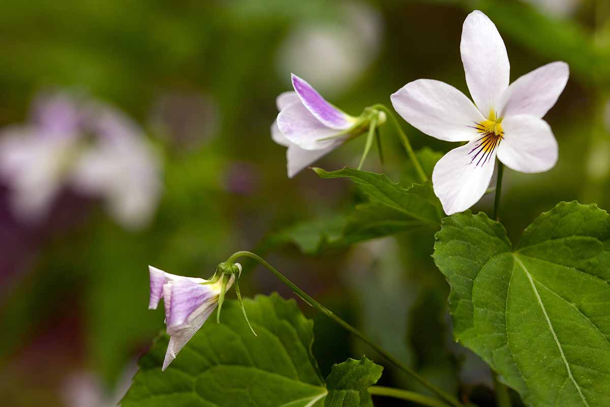 A horizontal photo of small white and purple violets growing in the wild.