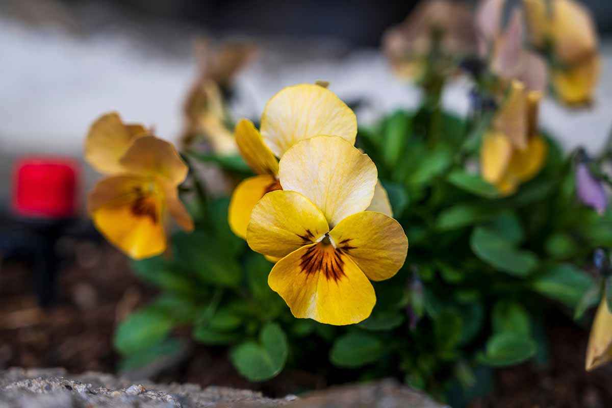 A horizontal close up photo of yellow violets growing in the garden with a blurred background.
