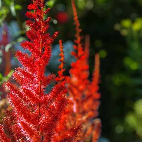 A close up of the bright red flowers of 'Vision of Red' astilbe pictured in bright sunshine on a soft focus background.