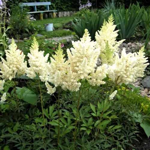 A square image of 'Vision in White' astilbe plants growing in a container outdoors.