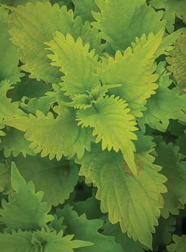 A close up of the light green foliage of 'Wasabi' coleus growing in the garden.