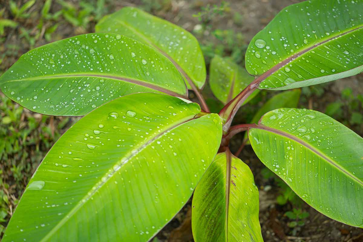 A close up horizontal image of young banana foliage with droplets of water on the surface of the leaves.