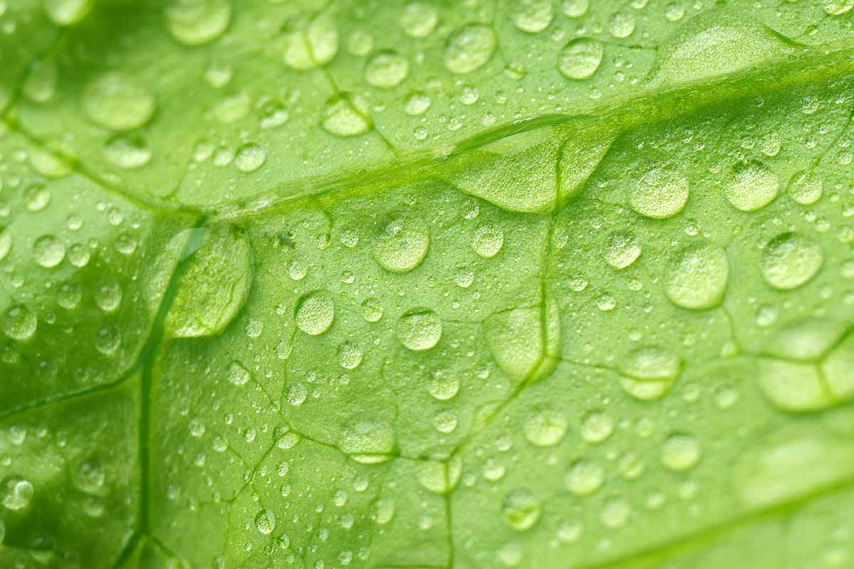 A horizontal close up of water droplets on a green leaf.