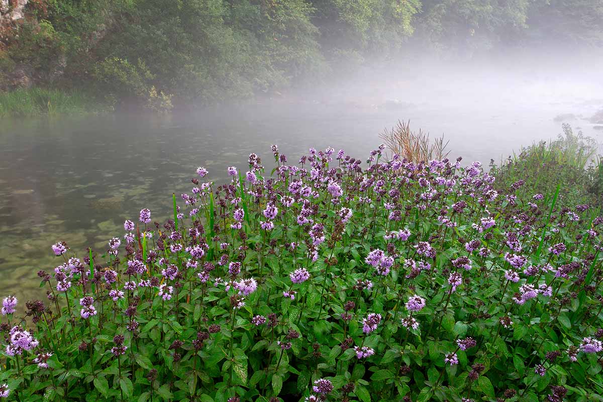A horizontal image of a large patch of Mentha aquatica aka watermint or water mint growing by the side of a river.