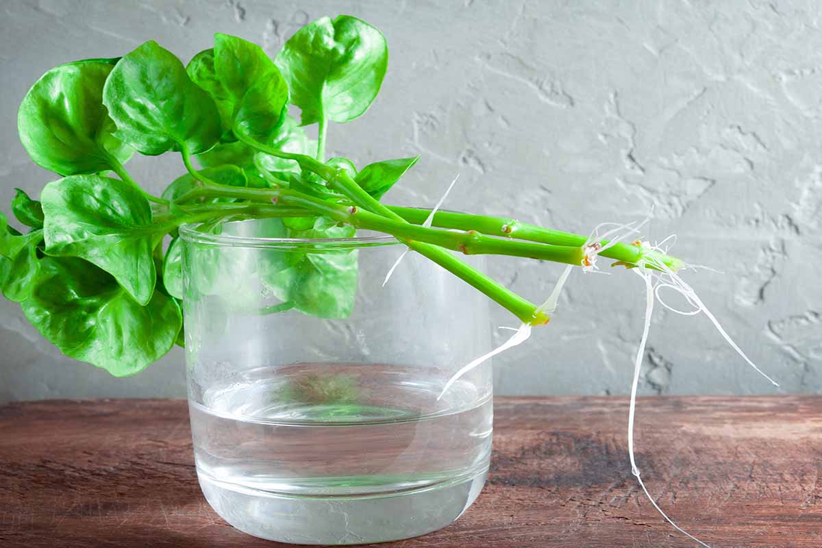 A horizontal shot of a watercress plant with the roots still attached lying across a glass of water.
