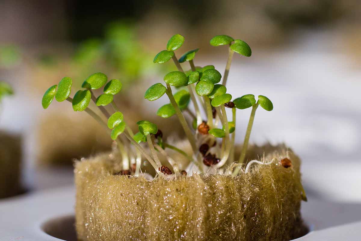 A horizontal close up photo of seedlings growing in wool seed pots in water.