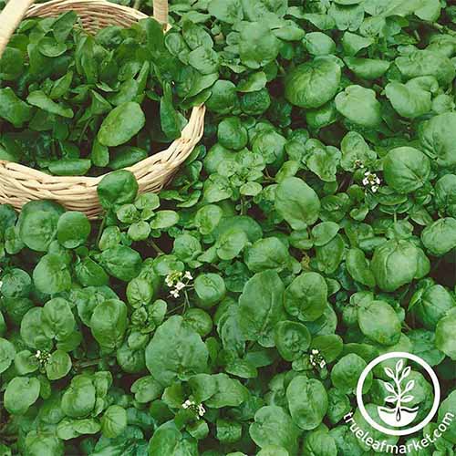 A square product photo for watercress seeds with a photo of watercress plants ready to be picked.