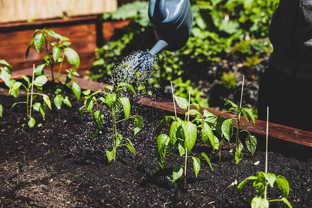A horizontal photo of a raised garden bed with pepper plants being watered by a blue watering can.
