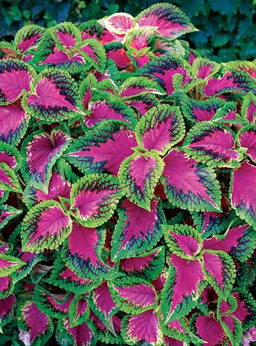 A vertical image of the bright pink and green 'Watermelon' coleus foliage growing in the garden.