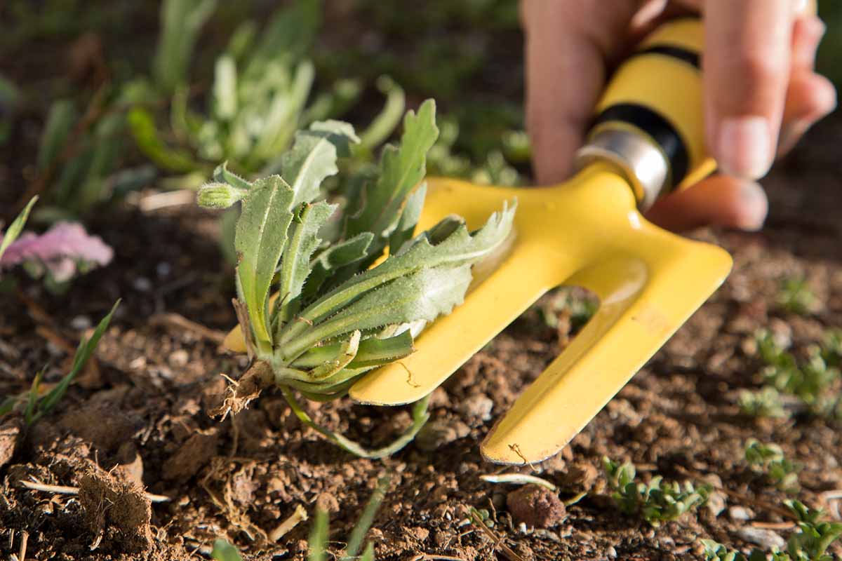A close up horizontal image of a hand from the right of the frame holding a garden fork to pull up weeds.