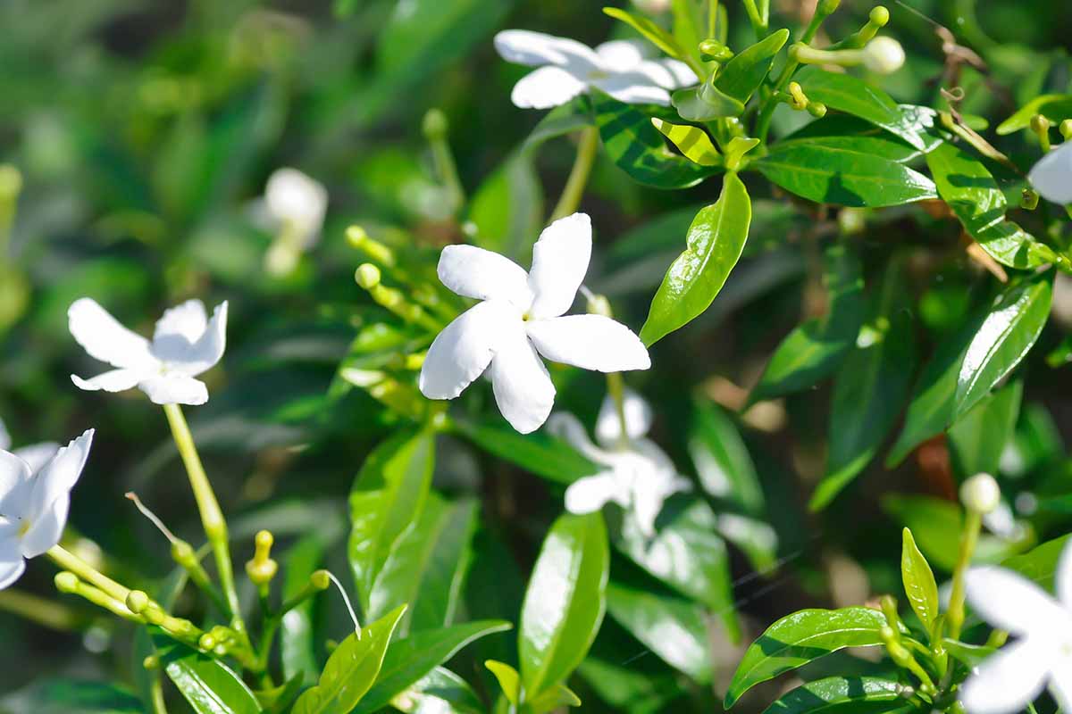 A horizontal photo of a gardenia shrub with dark green glossy leaves and bright white flowers.