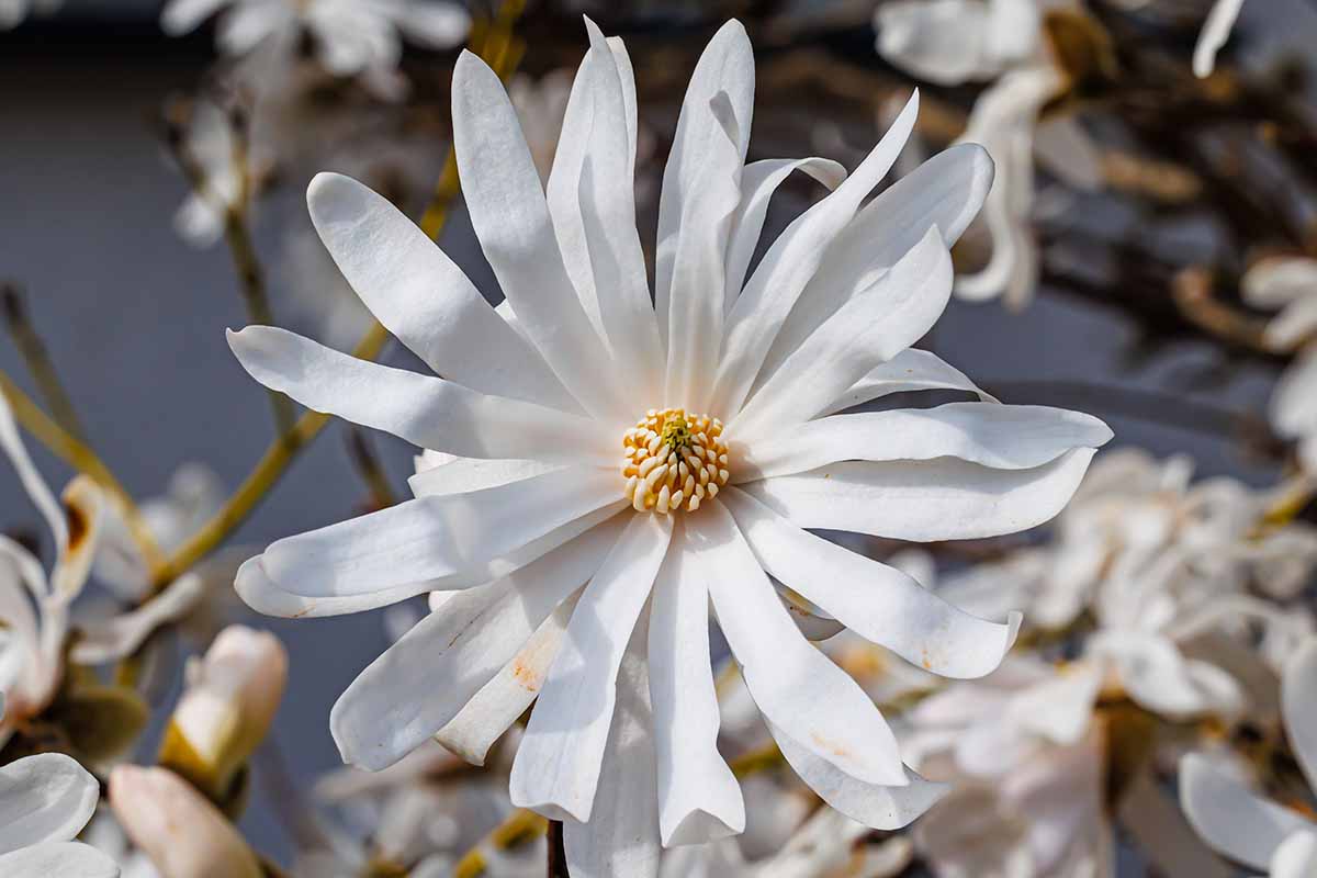 A horizontal close up photo of a single white magnolia blossom with daisy-like petals.