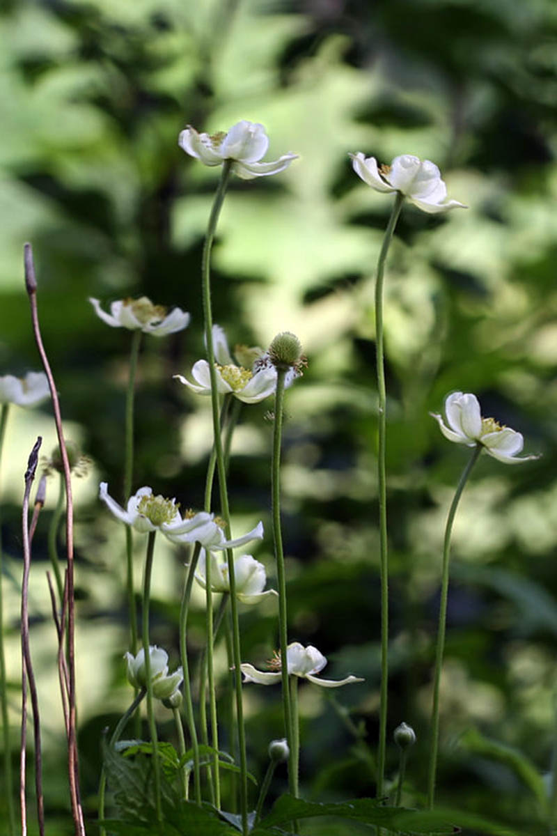 A close up vertical image of small creamy white Anemone virginiana flowers growing in a shady spot pictured on a soft focus background.