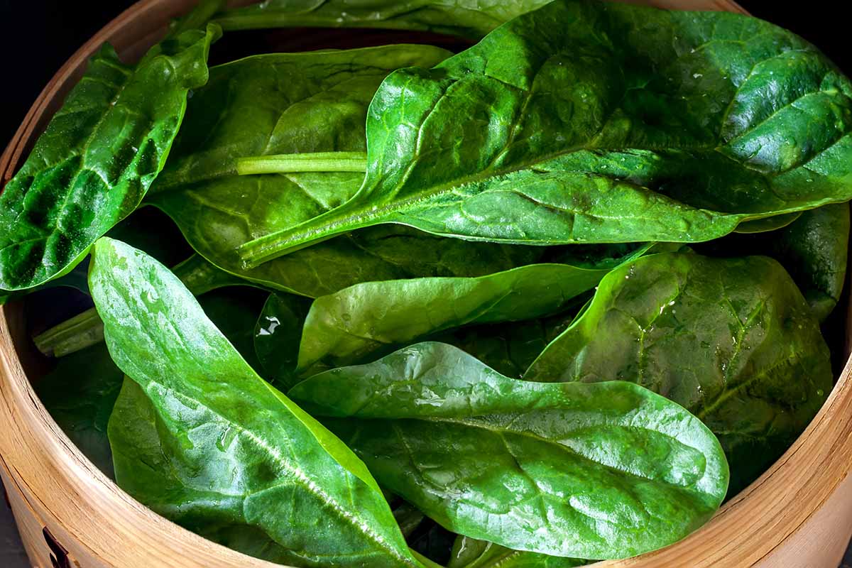 A horizontal photo of spinach leaves harvested in a wooden bowl.