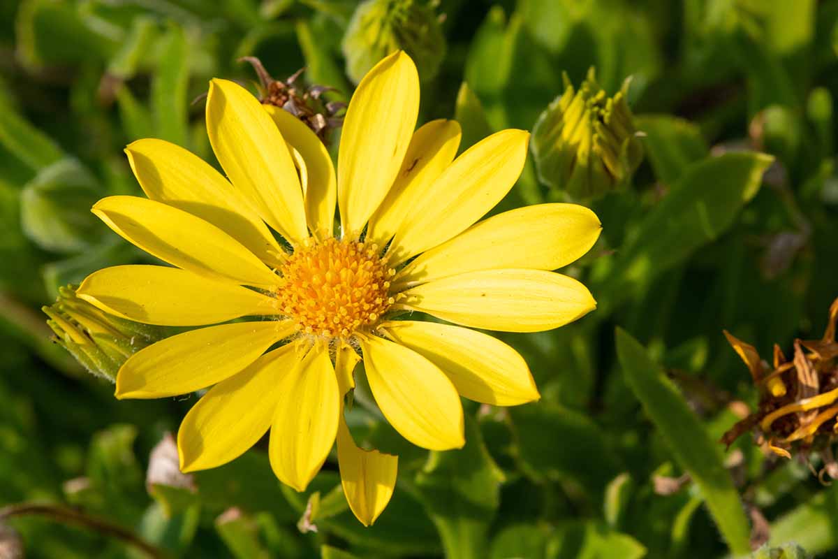 A close up horizontal image of a single bright yellow Arnica montana flower pictured in bright sunshine on a soft focus background.