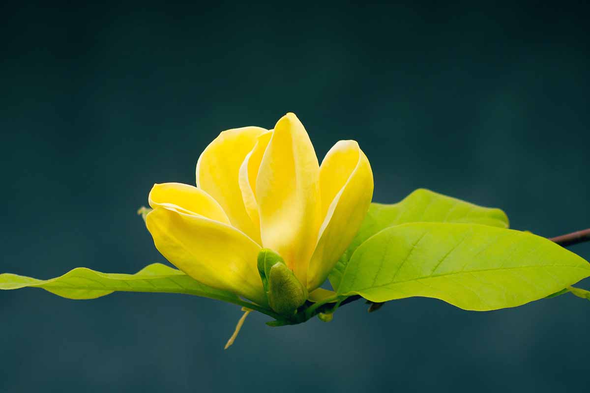 A horizontal photo of a yellow Goldfinch magnolia bloom isolated against a dark background.