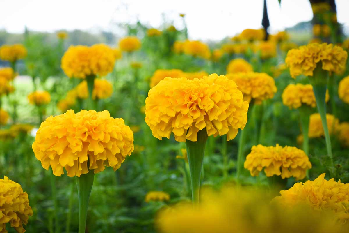 A close up horizontal image of yellow marigolds growing in the garden pictured on a soft focus background.